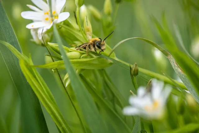 Eine Biene zwischen grünen Halmen und weißen Blüten