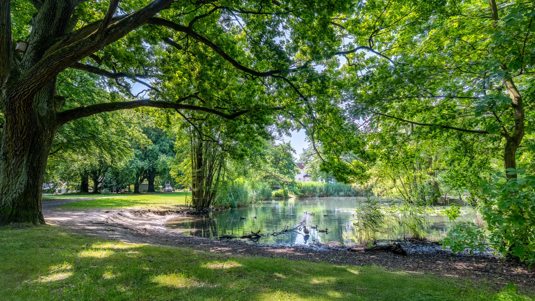 Grüne Parklandschaft mit altem Baumbestand und Teich in Hamburg-Bramfeld